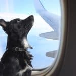 viajar con perro