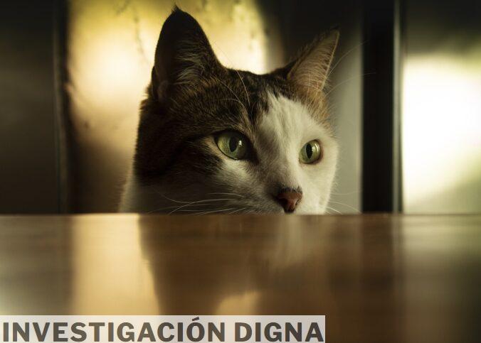 cats, gat, mascotas, animales, animales, animales, animales, animales, animales