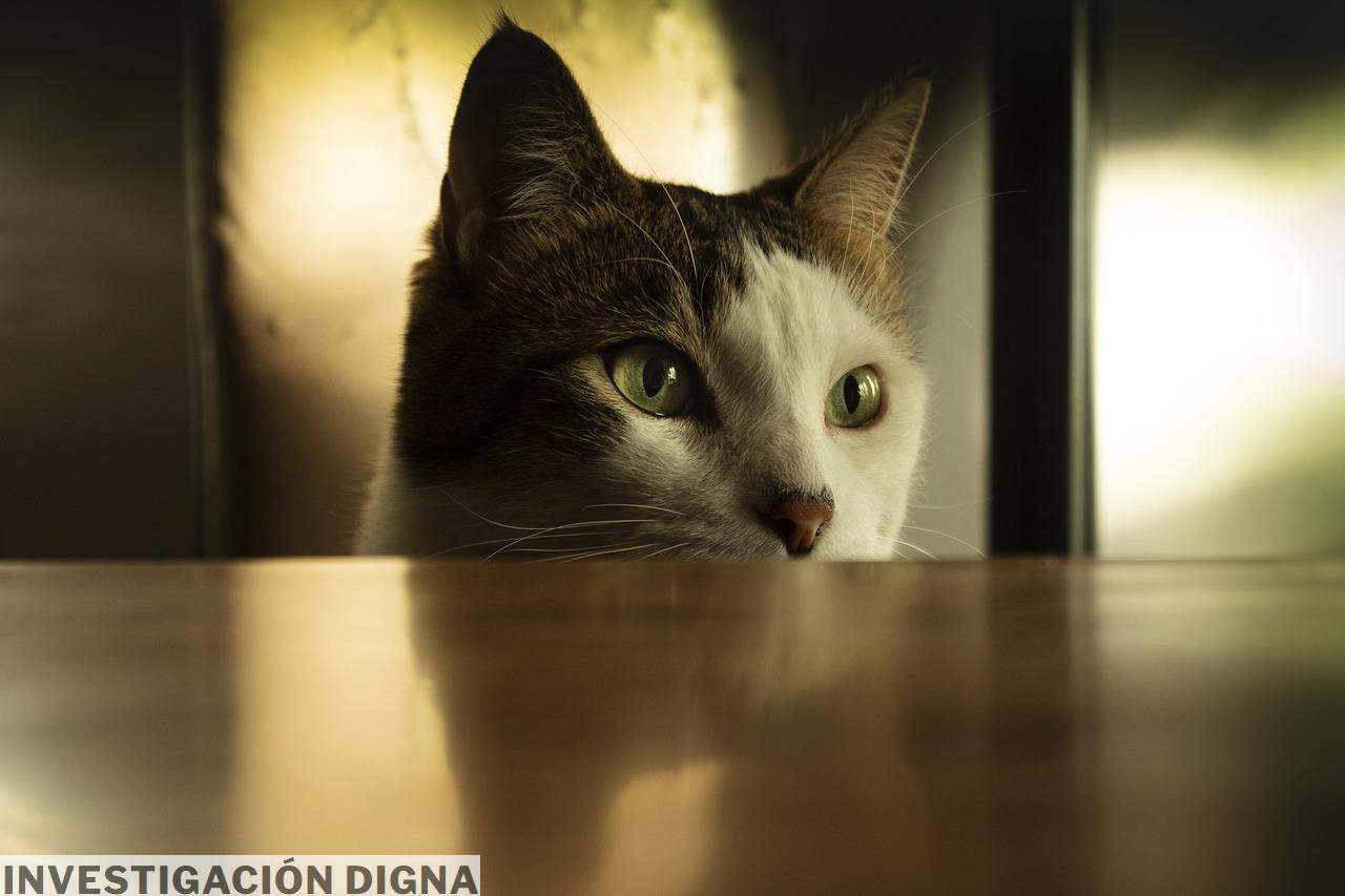 cats, gat, mascotas, animales, animales, animales, animales, animales, animales